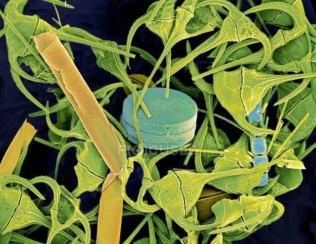 Plâncton. Micrografia eletrônica de varredura colorida (MEV) de plâncton contendo principalmente dinoflagelados de Ceratium. Algumas diatomáceas também estão presentes. Dinoflagelados são protozoários unicelulares — Fotografia de Stock