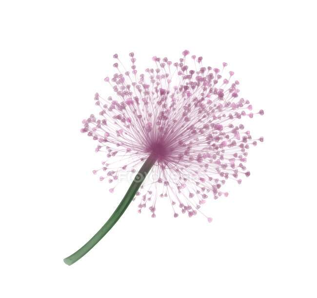 Lucy ball flower (Allium sp.), coloured X-ray. — Stock Photo