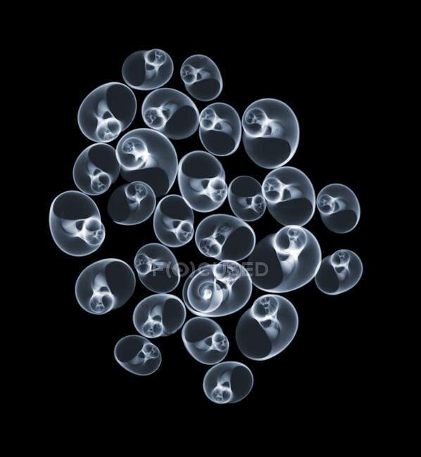 Lineata moon shells, coloured X-ray. — Stock Photo