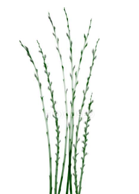 Grüne Ziegenweidenzweige (Salix caprea), farbiges Röntgenbild. — Stockfoto