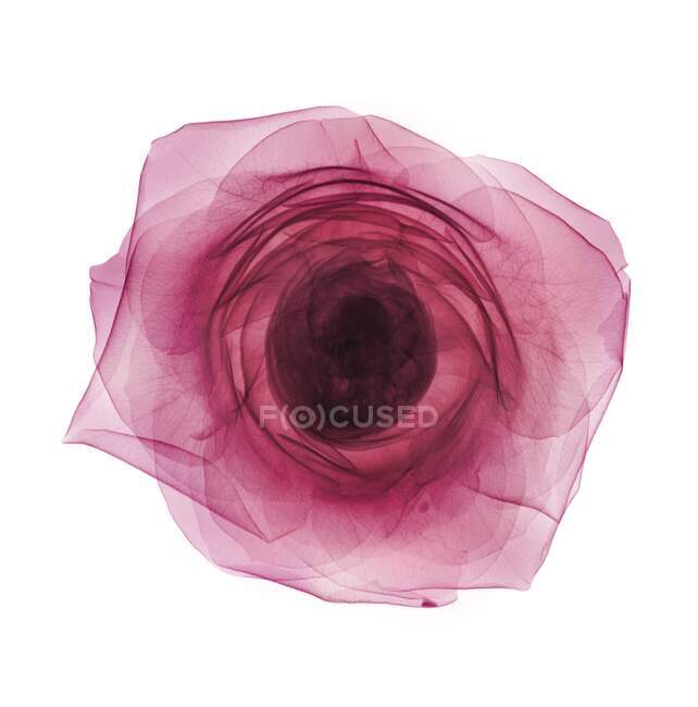 Cabeza de rosa rosada (Rosa centifolia), rayos X de color. - foto de stock