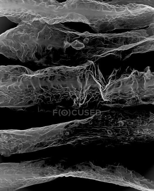 Cinturón marino de algas marinas (Laminaria saccharina), rayos X. - foto de stock