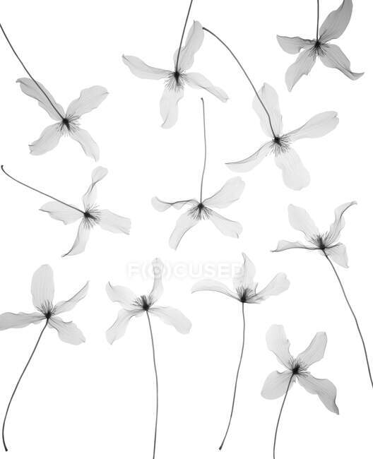 Clematis (Clematis montana) розсіяний, рентгенівський — стокове фото