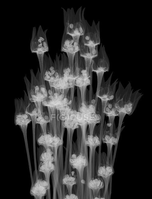 Хіт-пік (Juncus squarrosus), рентгенівський — стокове фото