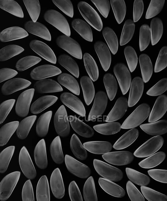 Muschelschalen (Mytilus edulis), Röntgenbild — Stockfoto