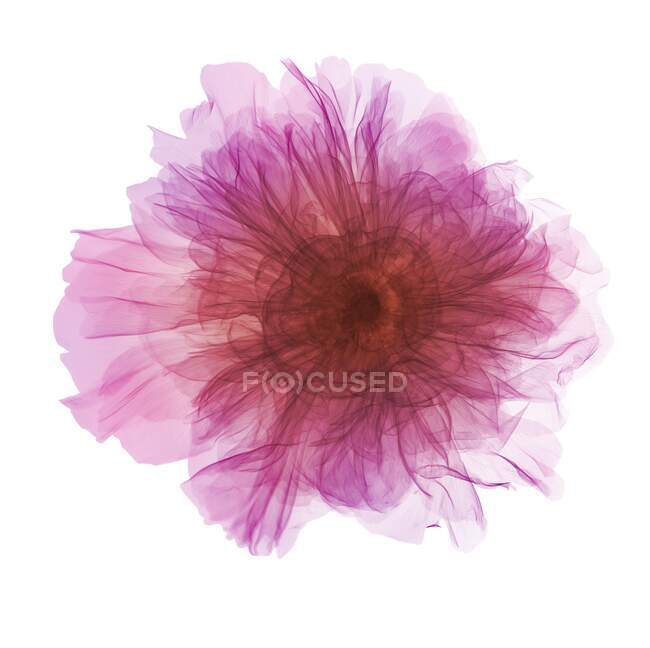 Peonía (Paeonia suffruticosa), radiografía coloreada - foto de stock
