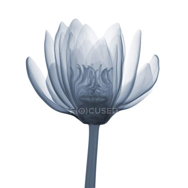 Water lily (Nymphaea odorata), X-ray — Stock Photo