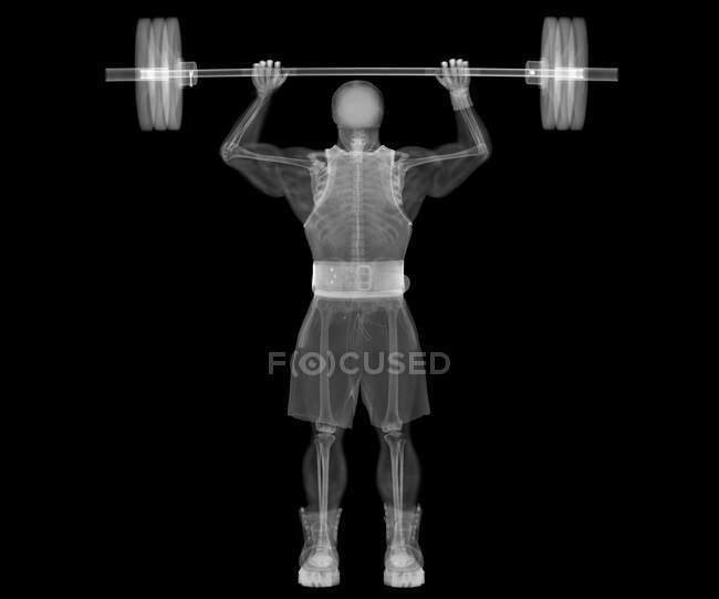 Esqueleto del fisicoculturista levantador de pesas, rayos X. - foto de stock