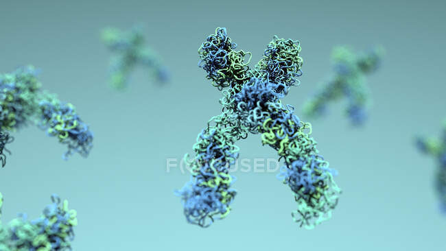 Cromosomas, ilustración. Los cromosomas se componen de ácido desoxirribonucleico (ADN) y contienen secciones, llamadas genes, que codifican la información genética del cuerpo. - foto de stock