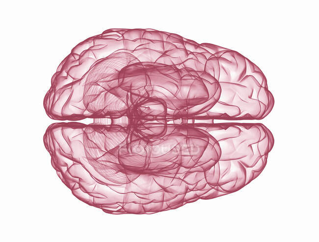 Menschliches Gehirn, Computerillustration — Stockfoto