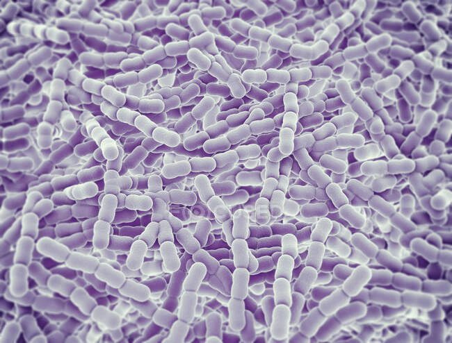 Streptococcus pneumoniae bacteria (pneumococci), компьютерная иллюстрация. Эти грамположительные сферические бактерии обычно встречаются парами. Они бессимптомно колонизируют дыхательные пути в здоровых носителях, но могут вызвать пневмонию. — стоковое фото