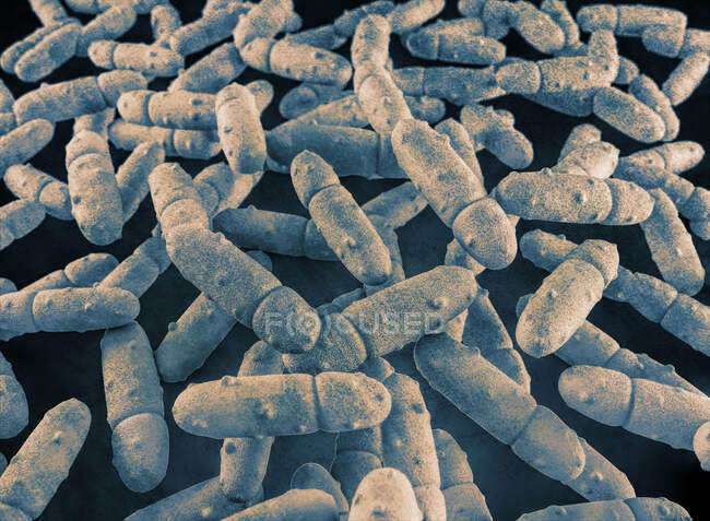 Ilustración de Klebsiella pneumoniae bacteria. K. pneumoniae son bacterias gramnegativas, encapsuladas, no móviles, entéricas, en forma de varilla. Esta especie causa neumonía e infecciones del tracto urinario de Friedlander - foto de stock