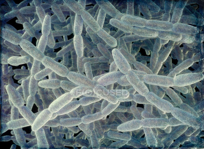 Ilustración de la bacteria Legionella pneumophila, causa de la enfermedad de los legionarios - foto de stock