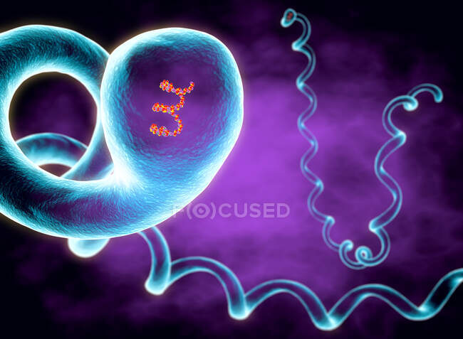 Ilustración de Leptospira interrogans, mostrando una bacteria espiroqueta fuertemente enrollada y altamente móvil - foto de stock
