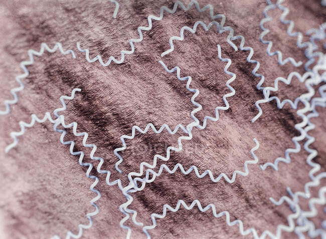 Ілюстрація запитувачів Лептоспіри, що показує щільно скручену, дуже рухому бактерію спірохету. — стокове фото