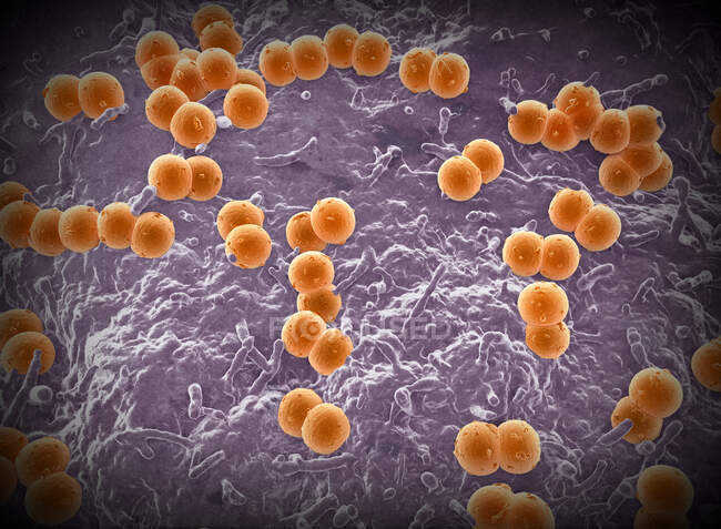 Illustration of Neisseria meningitidis bacteria. N. meningitidis are gram-negative diplococci (spherical bacteria arranged in pairs), transmitted by the respiratory route — Stock Photo