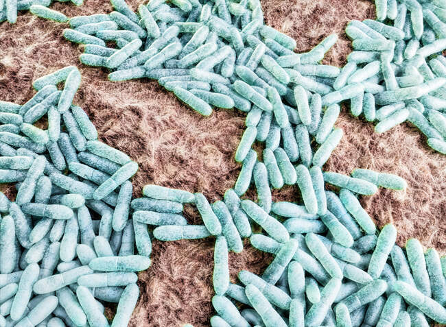 Ілюстрація Mycobacterium leprae, грампозитивних бактерій, що є причиною прокази Гансенів — стокове фото