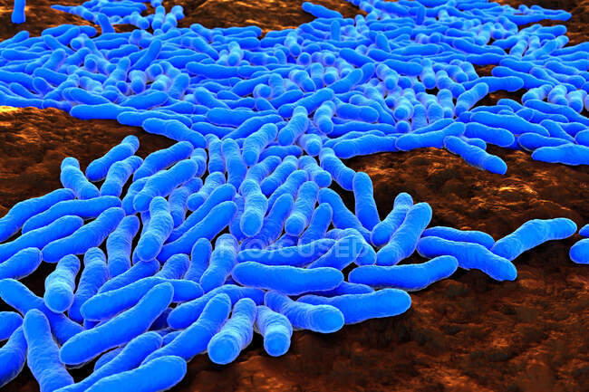 Иллюстрация бактерий Mycobacterium tuberculosis, грамположительных палочкообразных бактерий, вызывающих туберкулез (ТБ). Болезнь поражает легкие, а иногда и другие части тела — стоковое фото