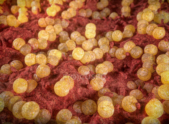 Ілюстрація бактерій Neisseria gonorrhoeae. Ця грам-негативна бактерія викликає інфекцію, що передається статевим шляхом гонорея. Симптоми включають вагінальний або сечовий розряд і пекуче відчуття сечовипускання. — стокове фото