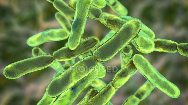 Bifidobacterium bacteria, computer illustration. Bifidobacteria are Gram-positive anaerobic bacteria that live in gastrointestinal tract, vagina and mouth — стокове фото