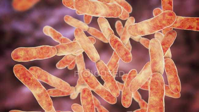 Bifidobacterium bacteria, computer illustration. Bifidobacteria are Gram-positive anaerobic bacteria that live in gastrointestinal tract, vagina and mouth — Stockfoto
