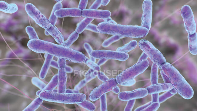 Біфідобактерія, комп'ютерна ілюстрація. Біфідобактерії це грампозитивні анаеробні бактерії, які живуть в шлунково-кишковому тракті, піхві та роті — стокове фото