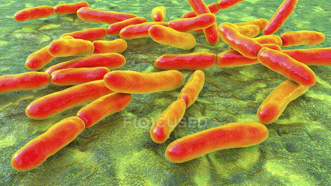 Bifidobacterium bacteria, computer illustration. Bifidobacteria are Gram-positive anaerobic bacteria that live in gastrointestinal tract, vagina and mouth — Foto stock