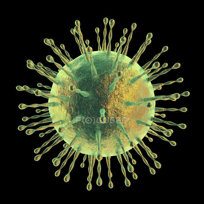 Partícula de coronavirus, ilustración por computadora. Diferentes cepas de coronavirus son responsables de enfermedades como el resfriado común, gastroenteritis y SARS (síndrome respiratorio agudo grave) - foto de stock