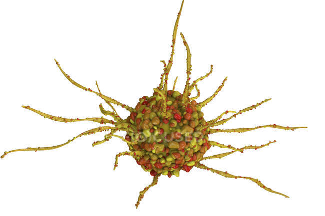 Дендритные клетки, компьютерная иллюстрация. Дендритные клетки это разновидность белых кровяных телец. Это антиген-презентирующая клетка (APC), которая представляет антигены к Т-лимфоцитам. — стоковое фото