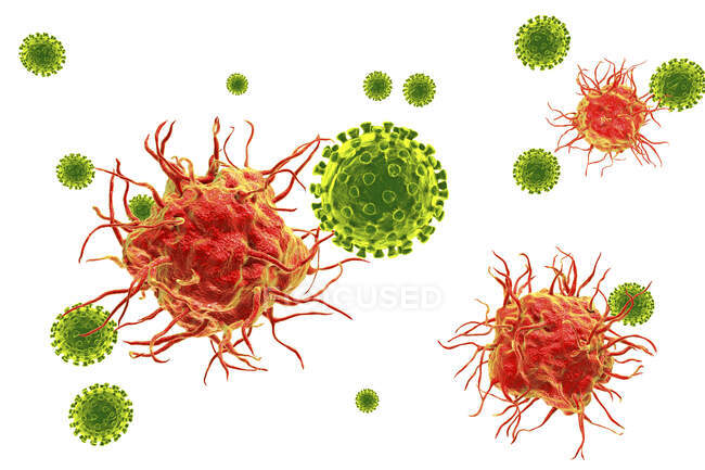 Interacción entre el virus y la célula dendrítica, ilustración por ordenador. Las células dendríticas desempeñan un papel crucial en la iniciación de respuestas inmunitarias contra los virus. Reconocen los virus entrantes y presentan sus antígenos a las células T. - foto de stock