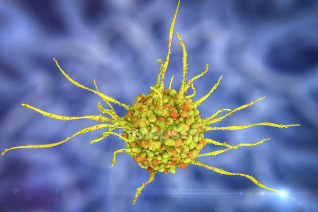 Dendritic cell, computer illustration. A dendritic cell is a type of white blood cell. It is an antigen-presenting cell (APC), which presents antigens to T lymphocytes. — Stock Photo