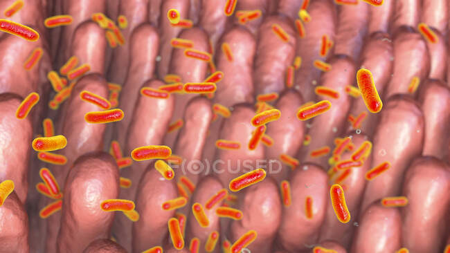 Illustration informatique de bactéries à la surface des villosités intestinales — Photo de stock