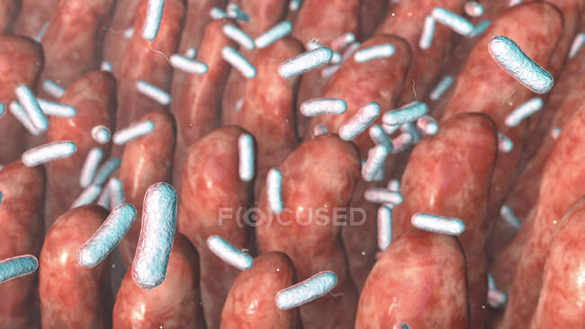 Ilustración por ordenador de bacterias en la superficie de las vellosidades intestinales - foto de stock