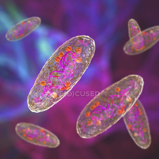 Plague bacteria (Yersinia pestis), ilustración por ordenador. Y. pestis son bacterias gramnegativas de la familia Enterobacteriaceae, tienen una forma ovoide con manchas bipolares (más intensamente manchadas en los polos) - foto de stock