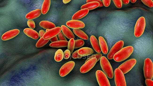 Plague bacteria (Yersinia pestis), computer illustration. Y. pestis are gram-negative bacteria from the Enterobacteriaceae family, they have an ovoid shape with bipolar staining (more intensively stained at poles) — Stock Photo