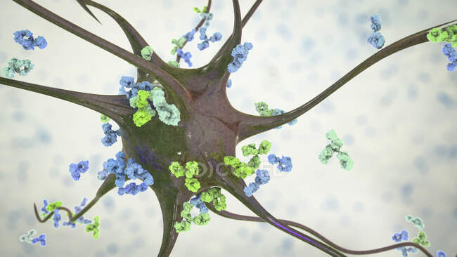 Des anticorps attaquant des neurones. Illustration informatique conceptuelle des maladies neurologiques auto-immunes — Photo de stock