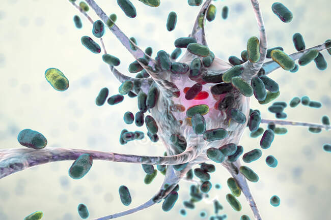 Бактериальный энцефалит. Концептуальная компьютерная иллюстрация, показывающая бактерии, поражающие клетки мозга — стоковое фото