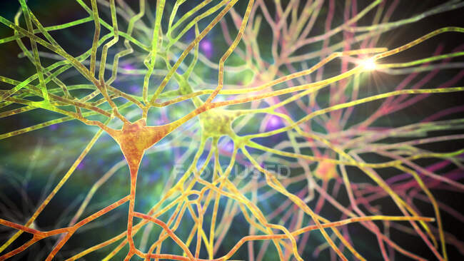 Пірамідальні нейрони кори головного мозку людини, комп 