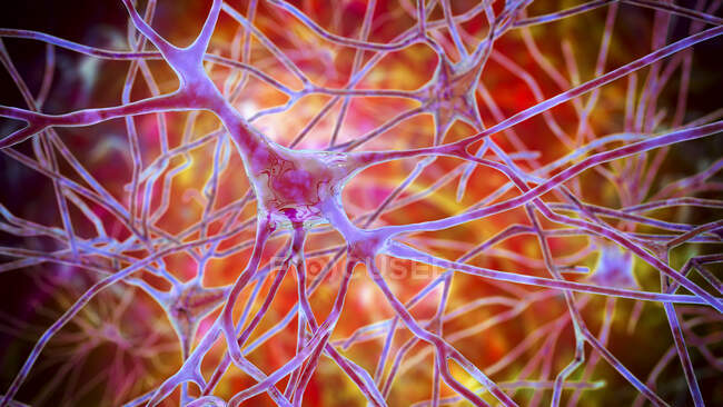 Пірамідальні нейрони кори головного мозку людини, комп 