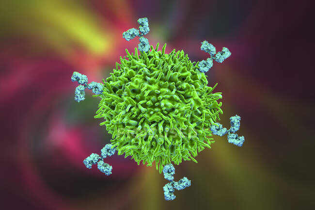 В-клітини та антитіла, комп'ютерна ілюстрація — стокове фото