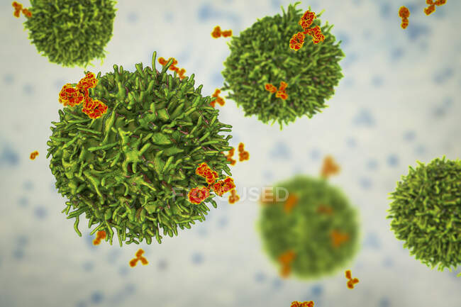 В-клітини та антитіла, комп'ютерна ілюстрація — стокове фото
