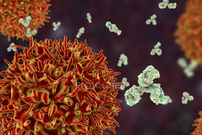 Células B e anticorpos, ilustração computacional — Fotografia de Stock