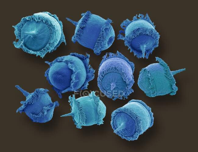 Дідіній sp. Циліат протозоа, кольоровий скануючий електронний мікрограф (SEM). Ці крихітні одноклітинні організми зустрічаються в прісноводних і морських середовищах проживання. Вони є хижими організмами, що живляться іншими циліатами - протозоями, переважно парамеціями. — стокове фото