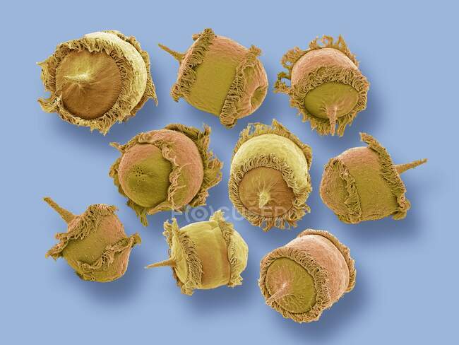 Didinium sp. ciliate protozoa, цветной сканирующий электронный микрограф (SEM). Эти крошечные одноклеточные организмы встречаются в пресноводных и морских средах обитания — стоковое фото