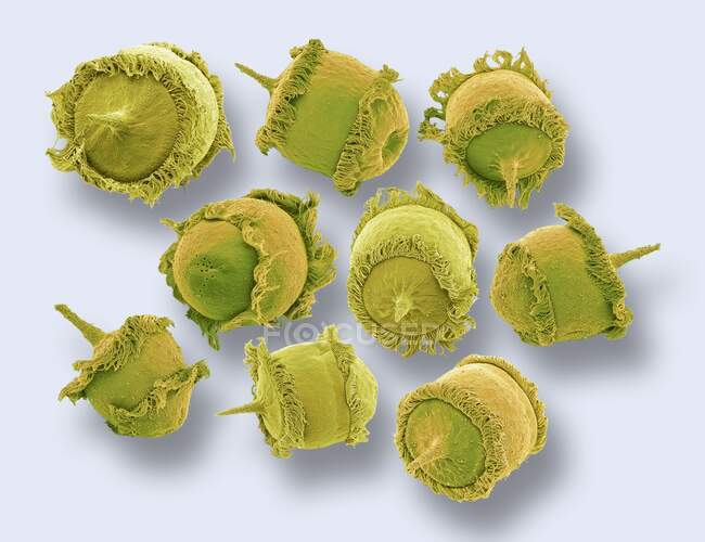 Didinium sp. ciliate protozoa, coloured scanning electron micrograph (SEM). These tiny single-celled organisms are found in freshwater and marine habitats. They are predatory organism, feeding on other ciliate protozoans, mainly Paramecium — Stock Photo