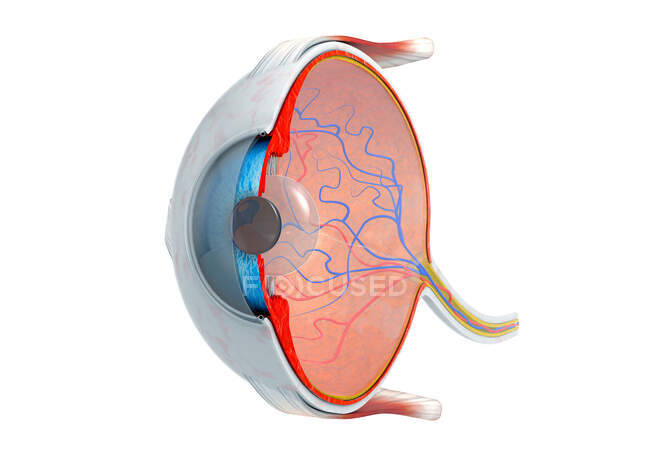 Sezione trasversale dell'occhio umano, illustrazione 3d. — Foto stock