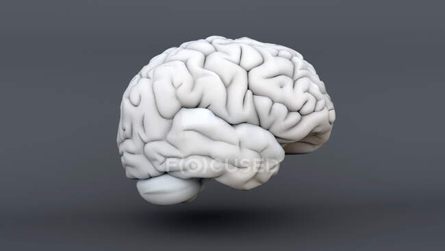 Cerveau humain, illustration d'ordinateur — Photo de stock