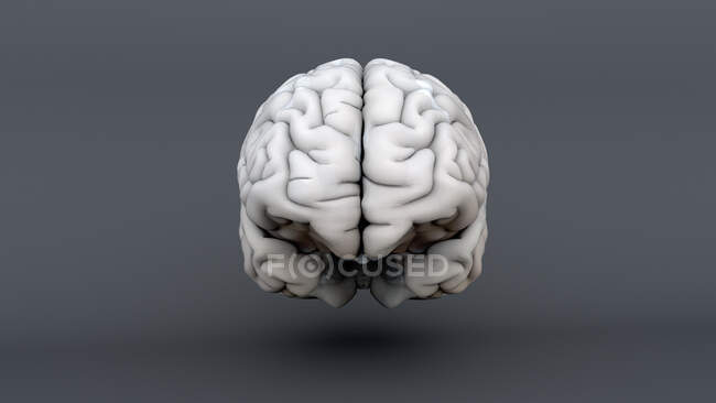 Menschliches Gehirn, Computerillustration — Stockfoto