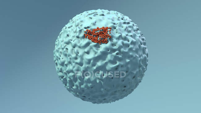 Coronavirus particles infecting a human cell, computer illustration — Stock Photo