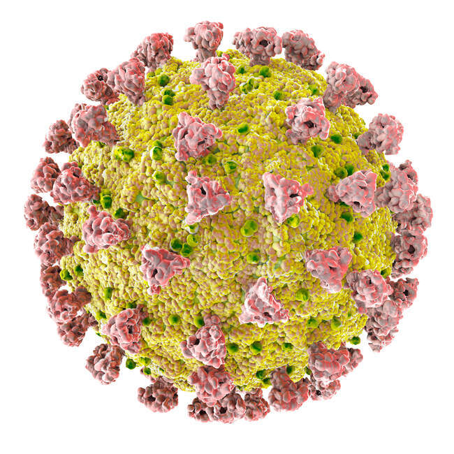 Partícula del coronavirus Covid-19, ilustración por computadora. El nuevo coronavirus SARS-CoV-2 (anteriormente 2019-CoV) surgió en Wuhan, China, en diciembre de 2019 - foto de stock